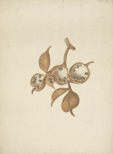Sterculia africana (Lour.) Fiori : dessin fini de la tige avec des gousses de graines, certaines ouvertes montrant des graines - James Bruce