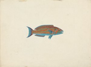Poisson non identifié