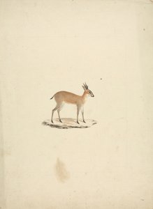 Madogua non identifié (Dik-dik) - James Bruce