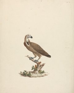 Vautour