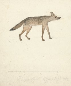 Loup