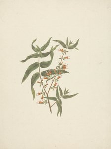 Woodfordia uniflora (A. Rich.) Koehne : dessin fini de la pousse en fleur - James Bruce