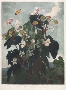 Le Temple de Flora, ou Jardin de la Nature : Le Bégonia à feuilles obliques