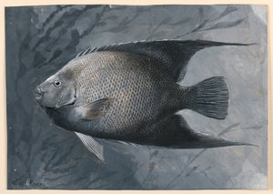Poisson-ange