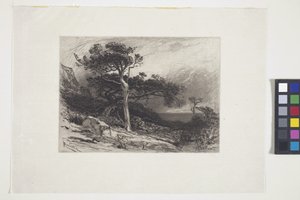 Vieux cèdres, côte du Maine