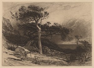 Vieux cèdres, côte du Maine
