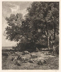 Moutons broutant