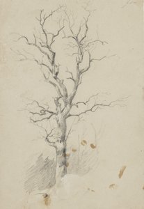 Arbre - James David Smillie