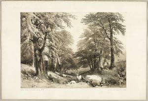 Hêtres dans le Parc d