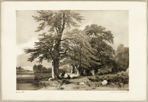 Hêtre, du Parc et la Forêt - James Duffield Harding
