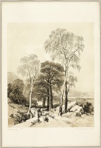 Bouleau et chêne, du parc et de la forêt - James Duffield Harding