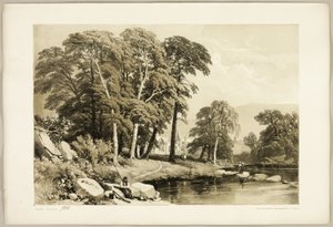 Peuplier Noir, du Parc et la Forêt