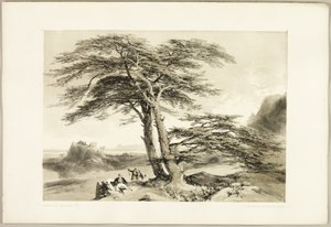 Cèdres du Liban, extrait de The Park and the Forest