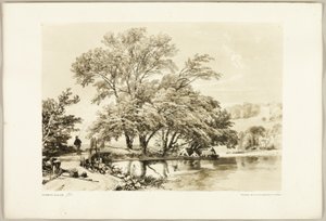 Saule Commun, de Le Parc et la Forêt