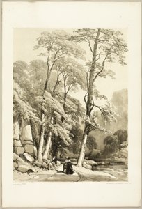 Sycomore, du parc et de la forêt