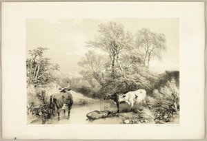 Épine, saule, hêtre et bouleau, du Parc et la Forêt