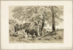 Orme de Wych, de Le Parc et la Forêt