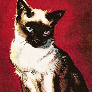 Chat siamois - James Edwin McConnell