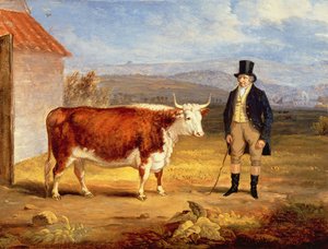 M. James Hodges et son bouvillon Hereford de deux ans, c.1843