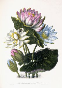 Lotus rouge, bleu et blanc, de l