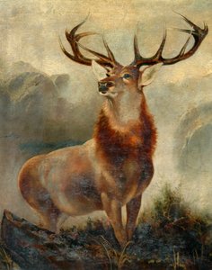 Cerf en fuite