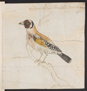 Oisillon, c. 1757-1815 - James Gillray