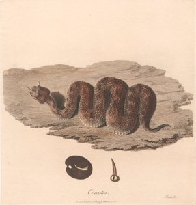 Céraste - James Heath