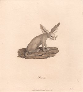 Fennec - James Heath