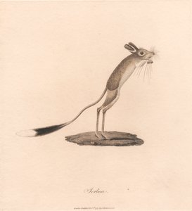 Jerboa - James Heath