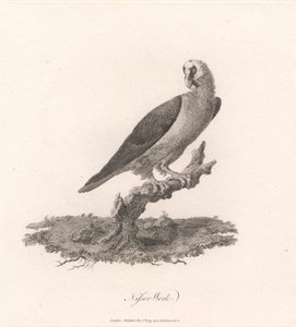 Nisser Werk - James Heath