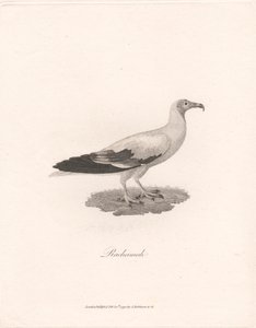 Rachamah - James Heath