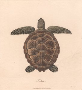 Tortue