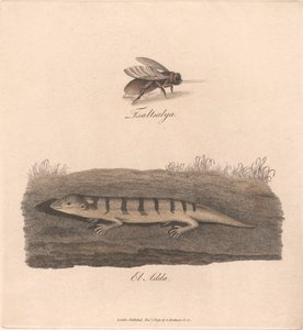 Tsaltsalya / El Adda - James Heath