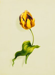 Tulipe perroquet, 1826
