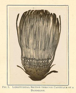 [Vue de la plante de pissenlit - coupe longitudinale]. - James Hornell