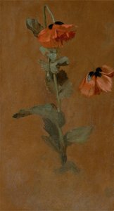 Étude de coquelicots, 1832 (post conservation) - James Inskipp