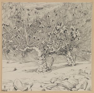 Figuier, Vallée de Hinnom (illustration de La Vie de Notre Seigneur Jésus-Christ) - James Jacques Joseph Tissot