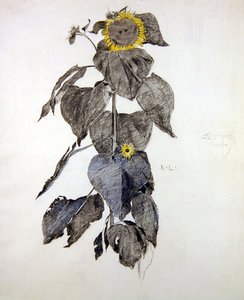 Tournesols