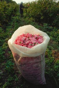 Un sac rempli de pétales de rose fraîchement cueillis. Vallée des Roses, Bulgarie