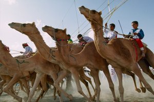 Les chameaux se précipitent lors des courses de chameaux de la fête nationale d