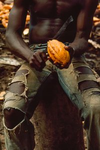 Vu seulement de la poitrine aux genoux, un homme est assis en train de fendre une cabosse de cacao