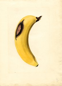Banane (Musa) (aquarelle) - James Marion Shull