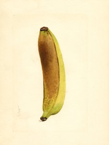 Banane (Musa) (aquarelle) - James Marion Shull