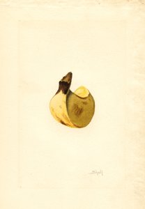 Banane (Musa) (aquarelle) - James Marion Shull