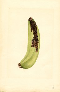 Banane (Musa) (aquarelle) - James Marion Shull
