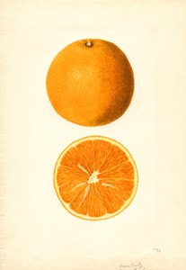 Oranges précoces de Boone (Citrus sinensis) (aquarelle) - James Marion Shull