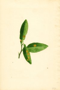 Feuille d