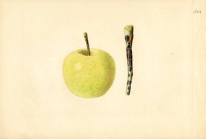 Pomme Golden Delicious ( Malus domestica) (aquarelle)