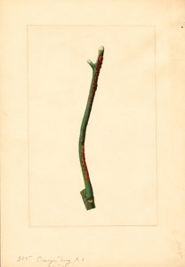 Brindille d