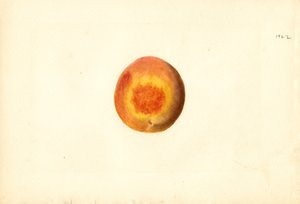 Pêche ( Prunus persica : Elberta) (aquarelle) - James Marion Shull